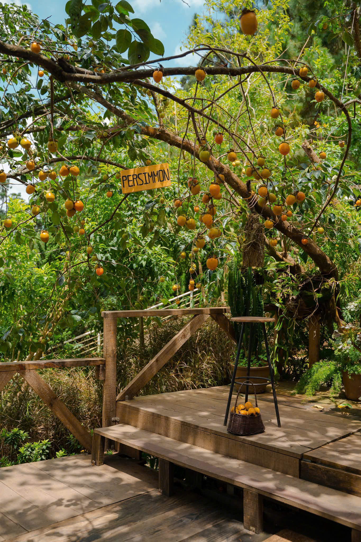 Persimmon cafe mùa hồng