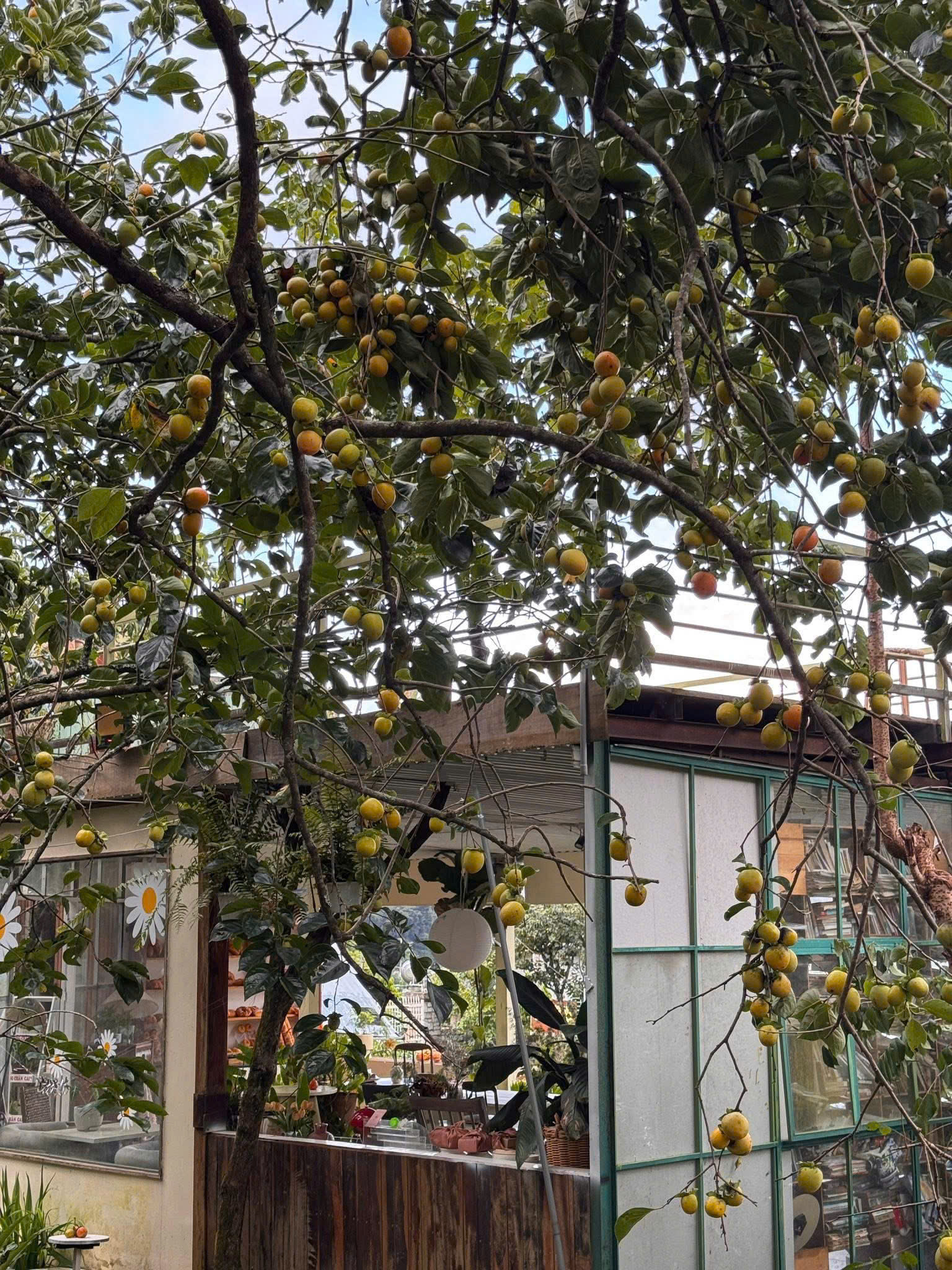 rừng nhiệt đới cafe mùa hồng