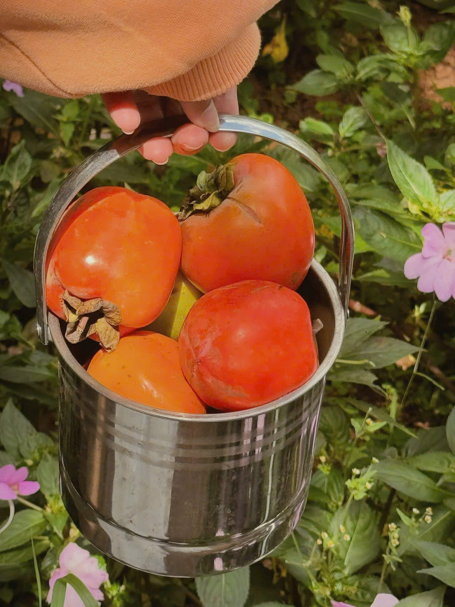 trải nghiệm mùa hồng đà lạt