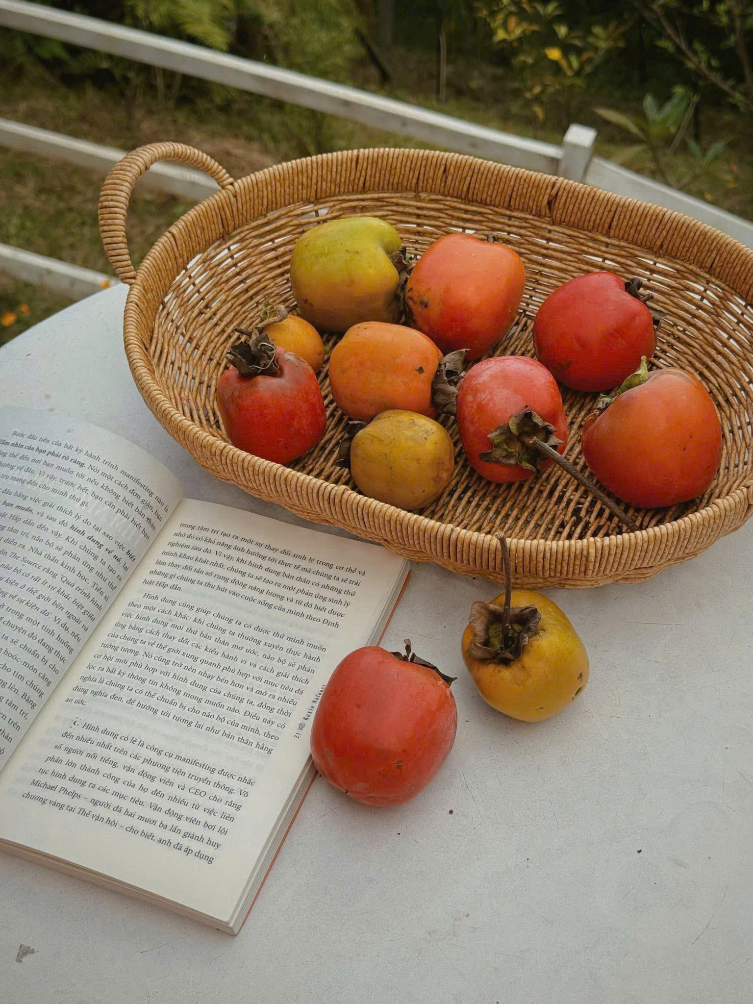 rừng nhiệt đới cafe mùa hồng