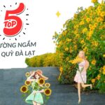 Top 5 cung đường ngắm hoa dã quỳ đà lạt