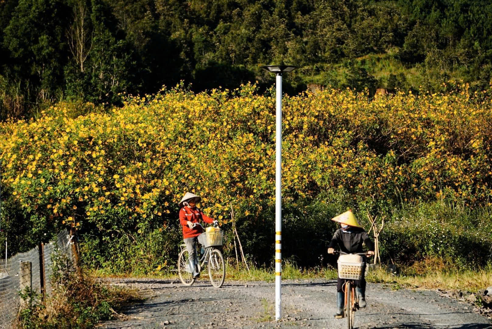 ngắm hoa dã quỳ trên đường đèo tà nung