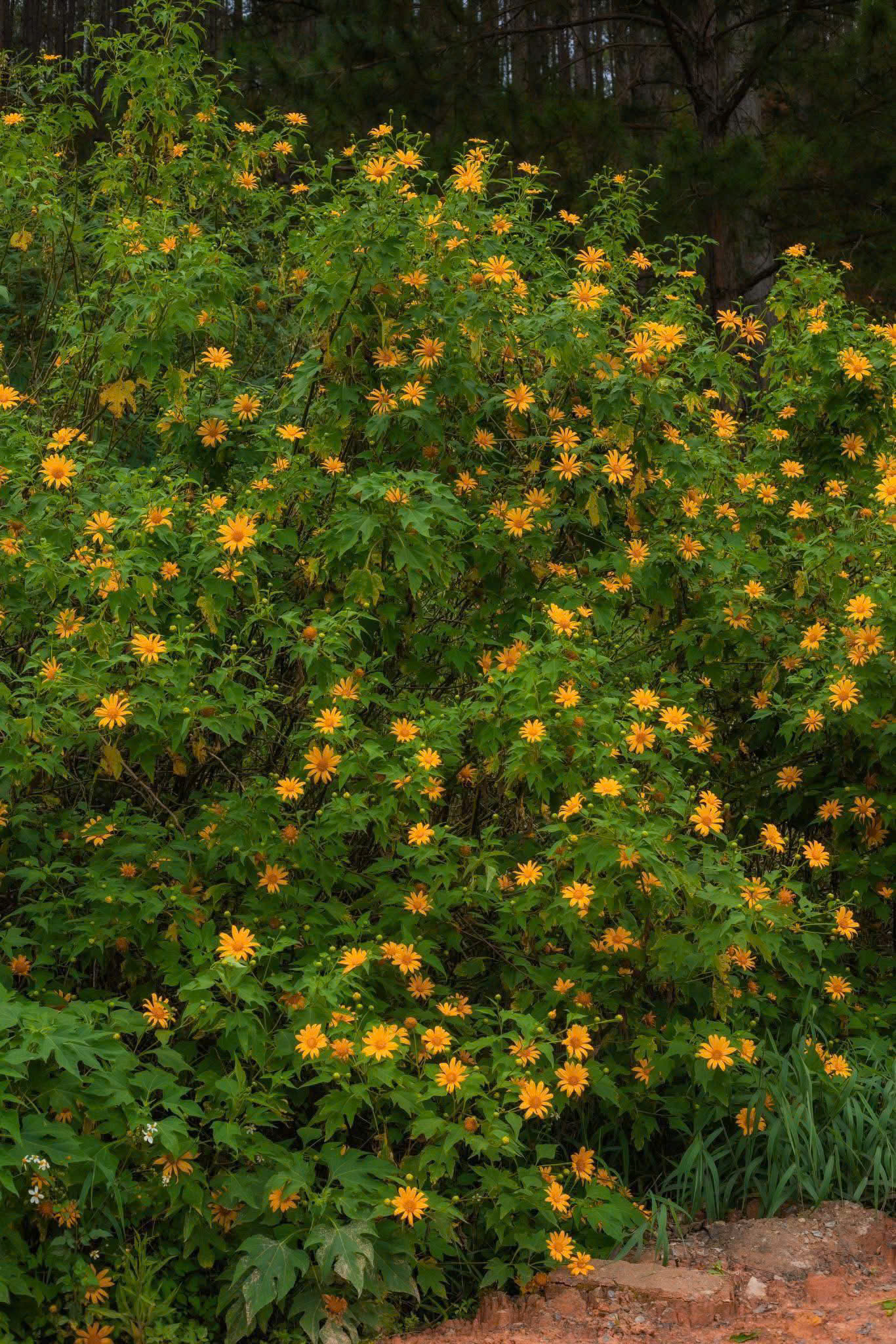 mùa hoa dã quỳ đà lạt