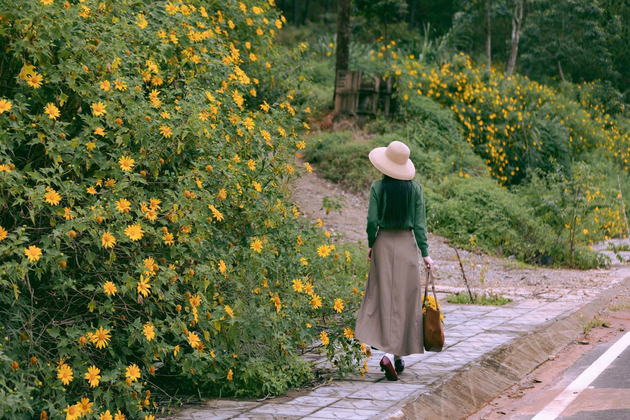 kinh nghiệm ngắm hoa dã quỳ