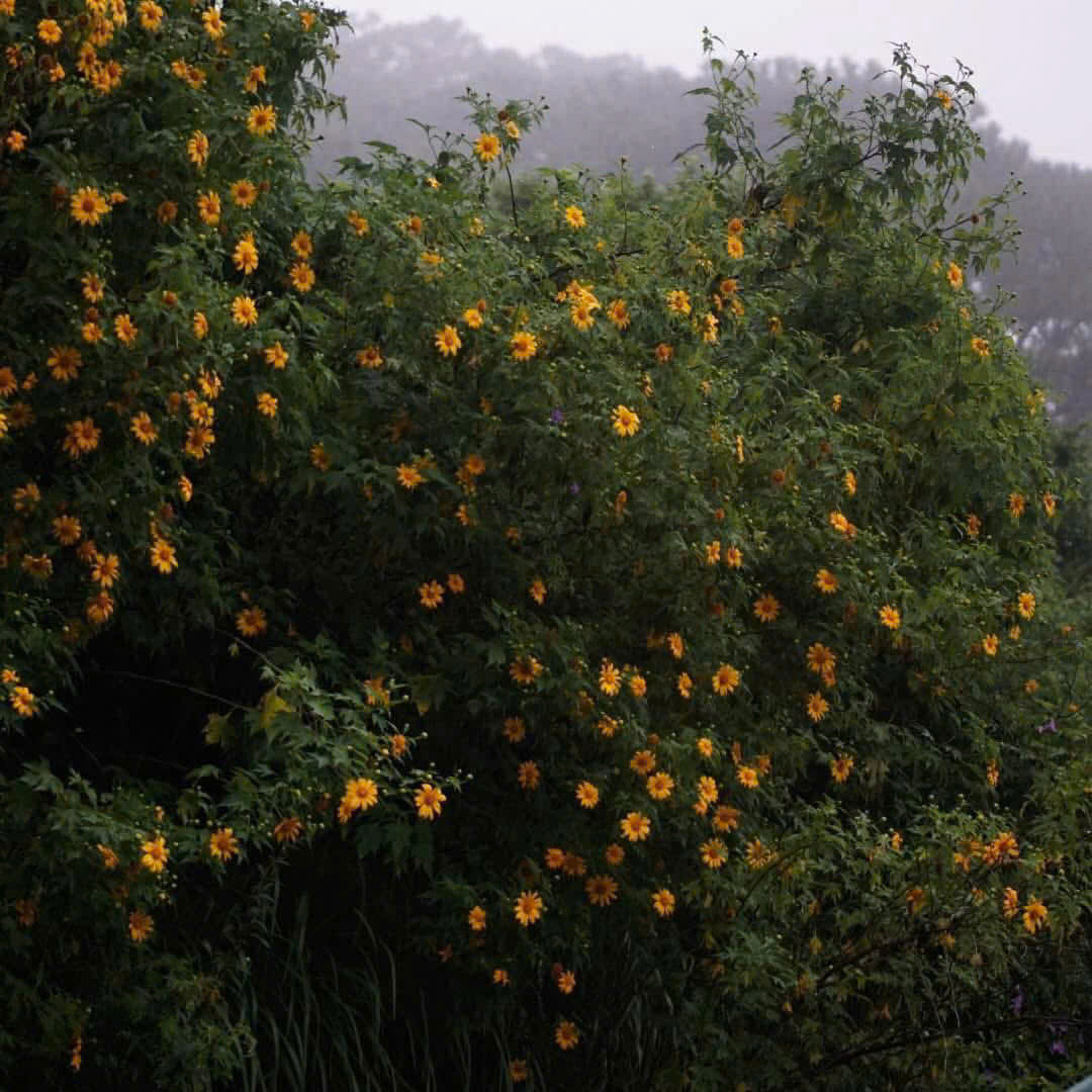 mùa hoa dã quỳ đà lạt