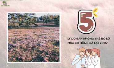 5 Lý Do Bạn Không Thể Bỏ Lỡ Mùa Cỏ Hồng Đà Lạt 2025