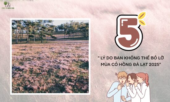 5 Lý Do Bạn Không Thể Bỏ Lỡ Mùa Cỏ Hồng Đà Lạt 2025