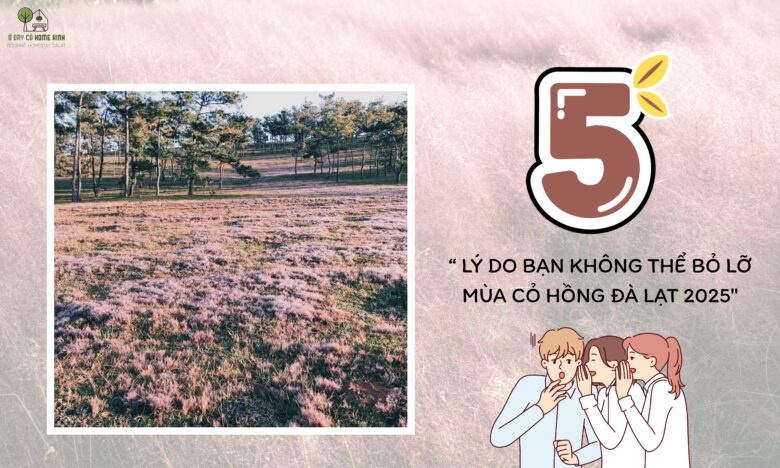 5 Lý Do Bạn Không Thể Bỏ Lỡ Mùa Cỏ Hồng Đà Lạt 2025