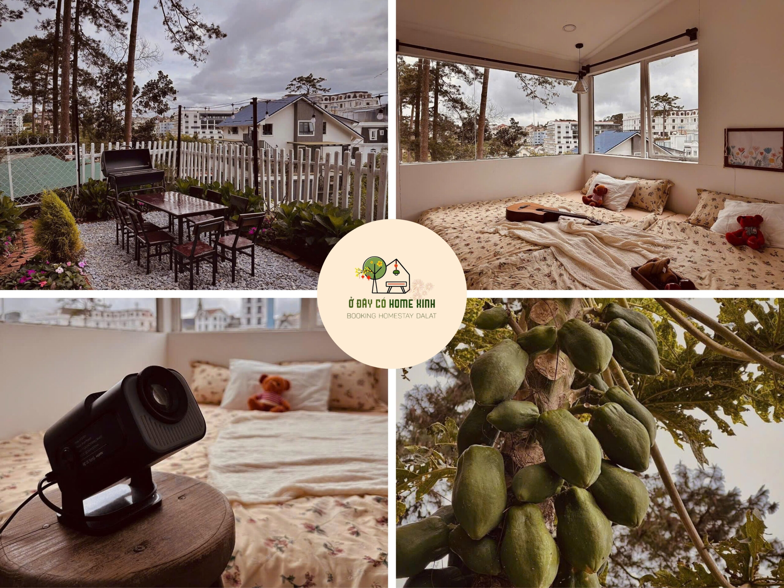 tổng quan đu đủ home