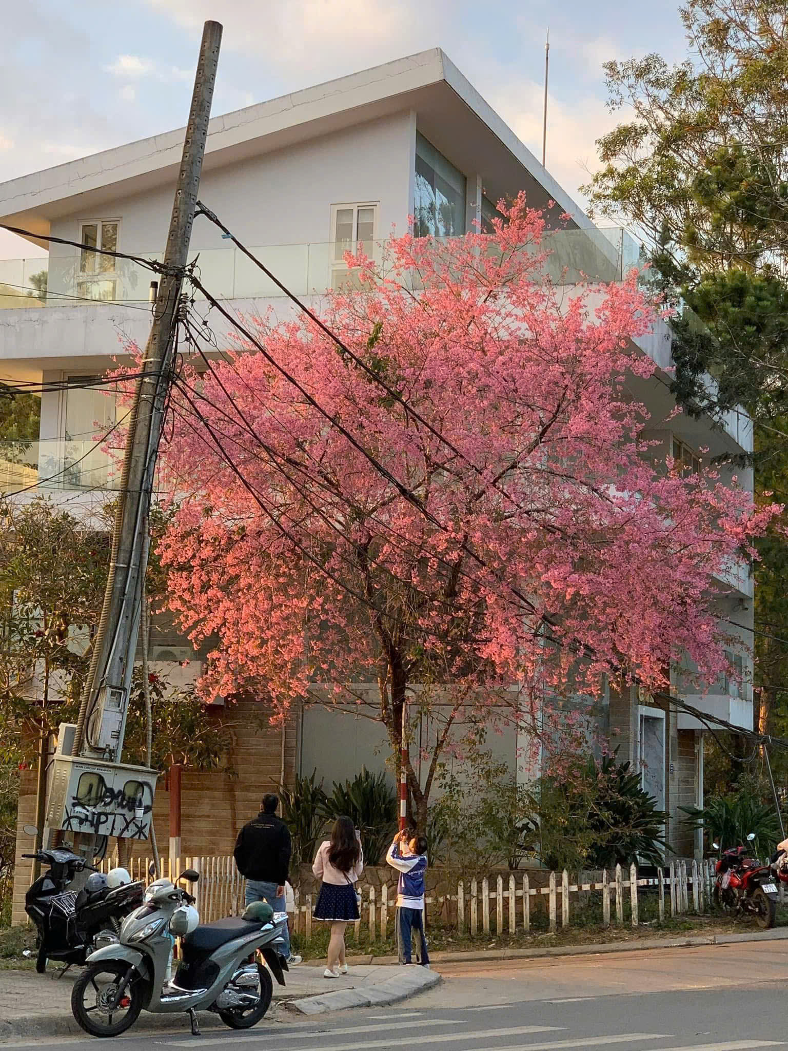 mùa hoa anh đào đà lạt nở cuối năm