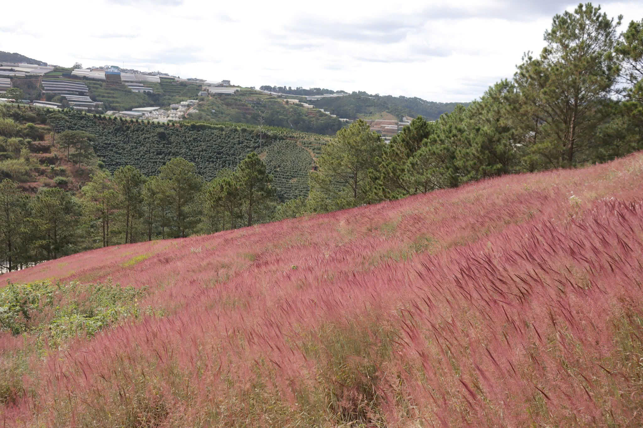 mùa cỏ hồng đà lạt