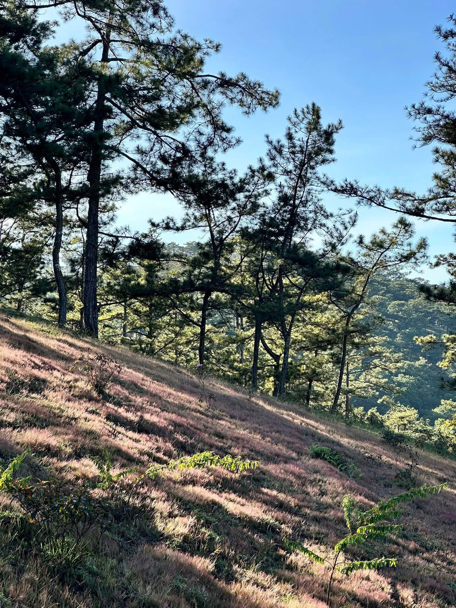 mùa cỏ hồng đà lạt