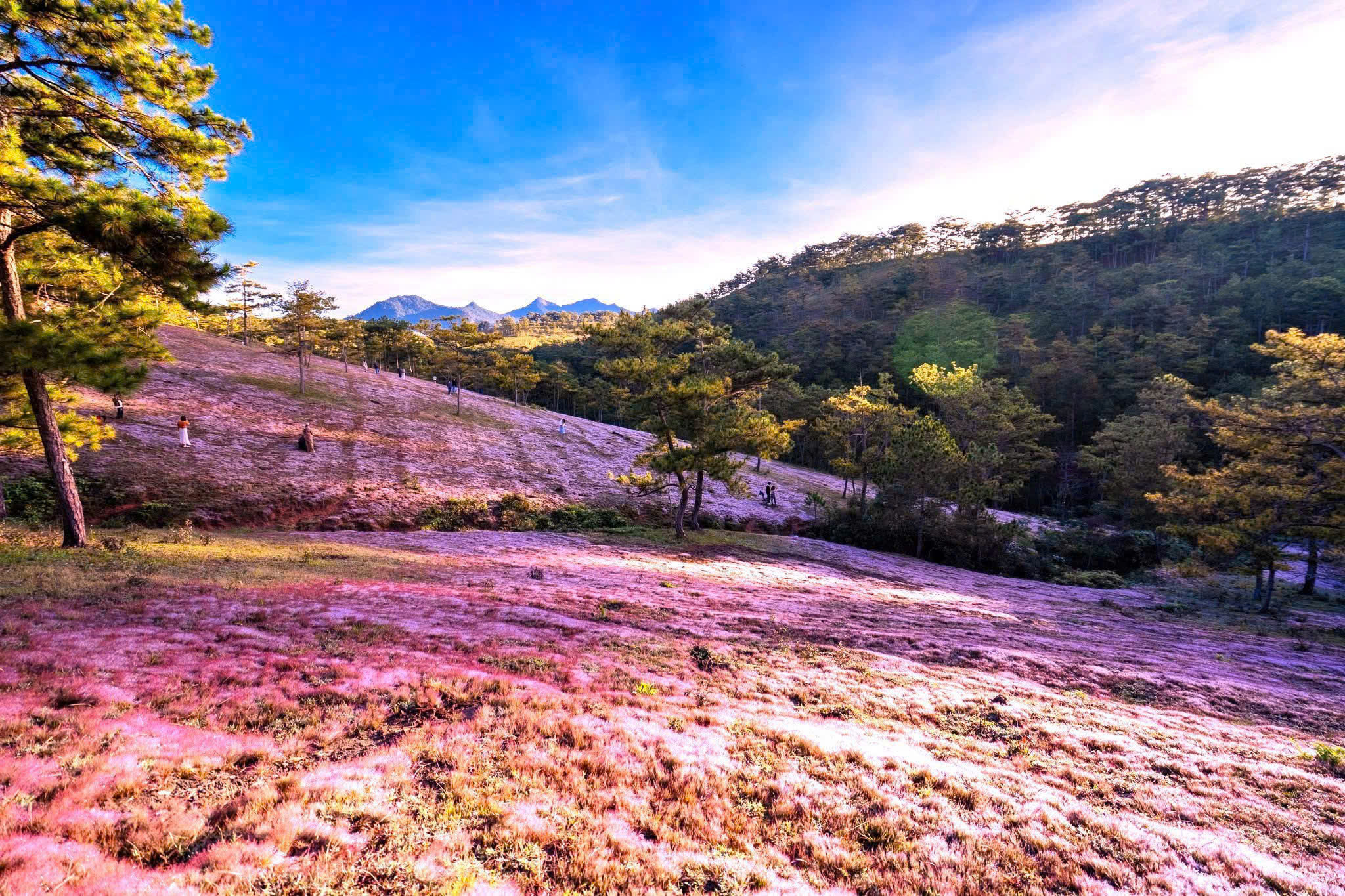 mùa cỏ hồng đà lạt