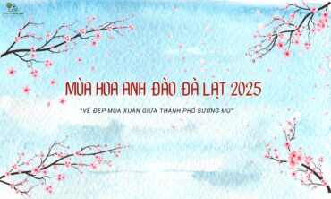 Mùa Hoa Anh Đào Đà Lạt 2025 - Vẻ Đẹp Mùa Xuân Giữa Thành Phố Sương Mù