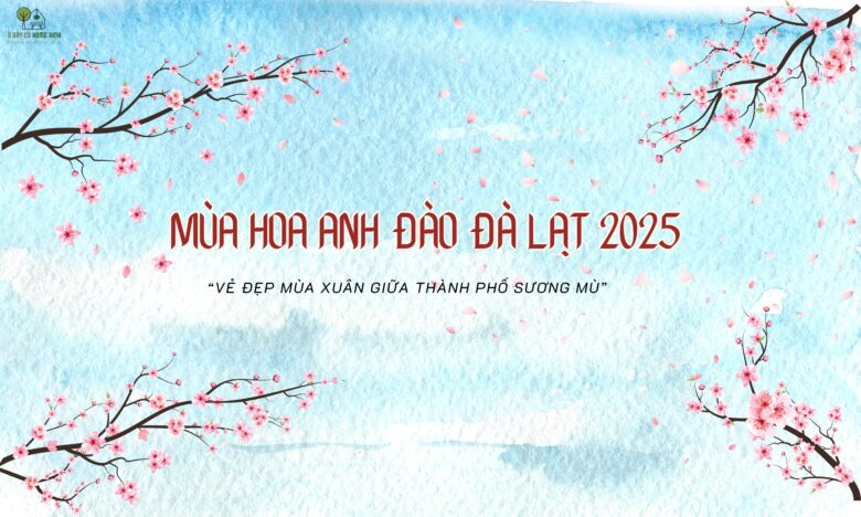 Mùa Hoa Anh Đào Đà Lạt 2025 - Vẻ Đẹp Mùa Xuân Giữa Thành Phố Sương Mù
