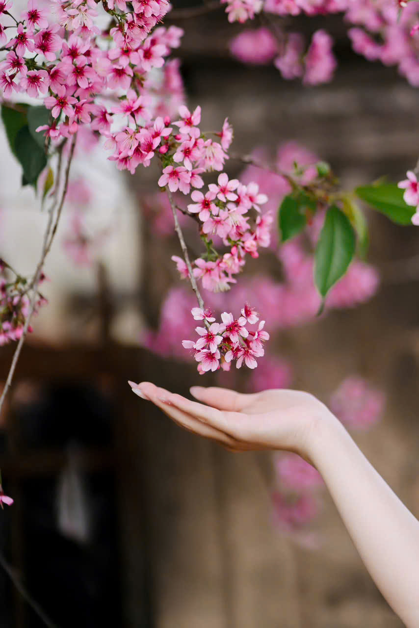 mùa hoa anh đào ở đà lạt