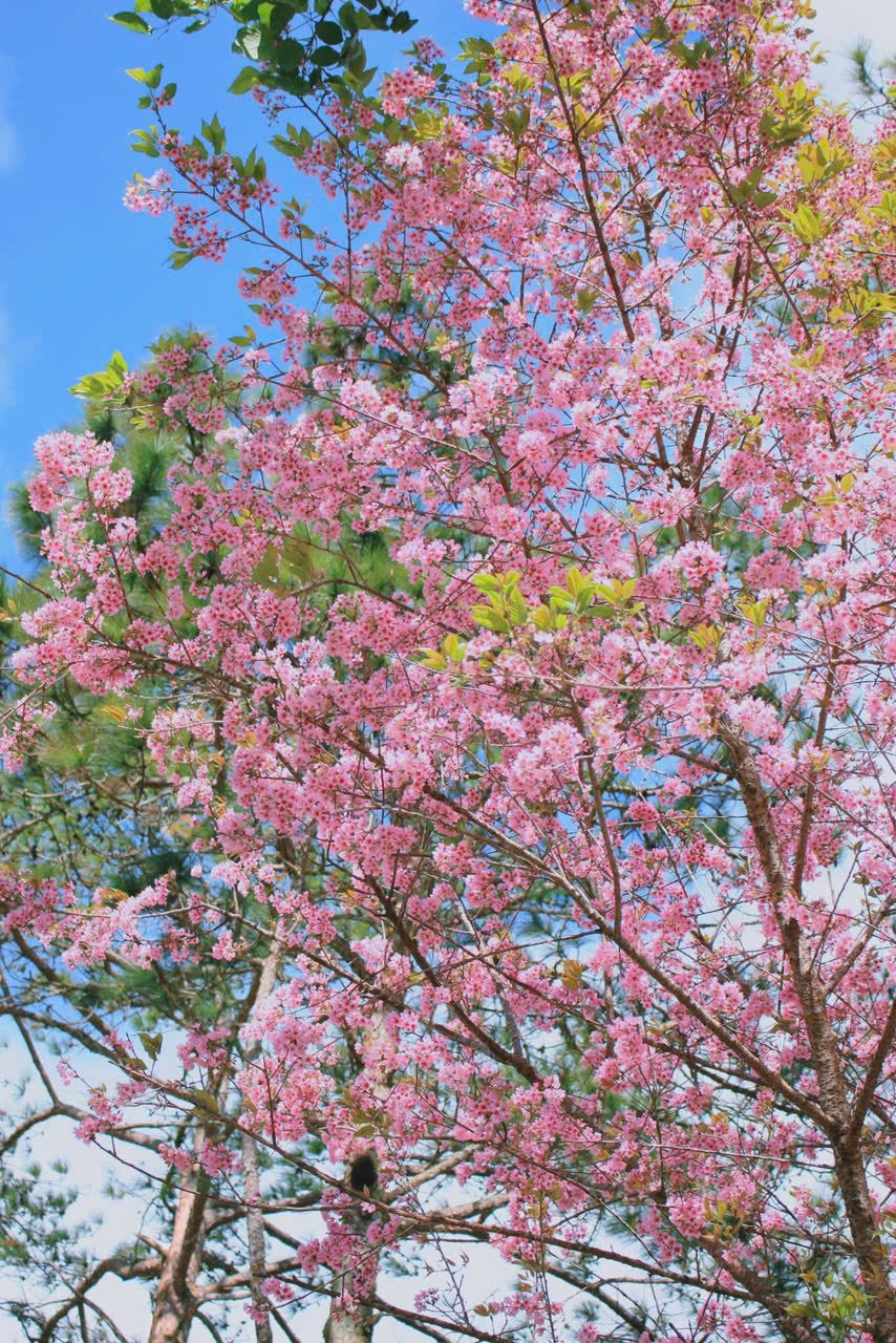 mùa hoa anh đào đà lạt