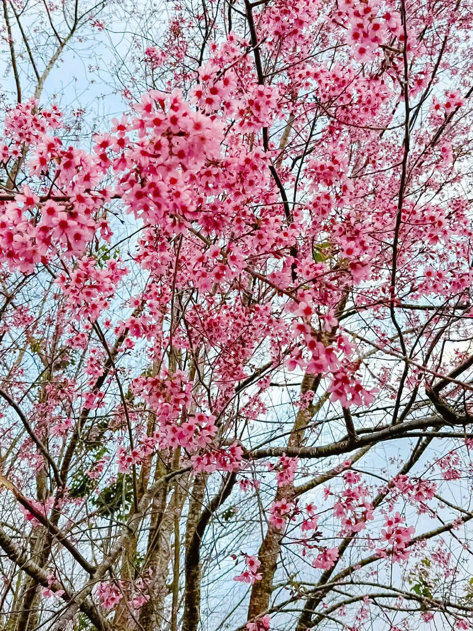 kinh nghiệm đi ngắm hoa mai anh đào đà lạt