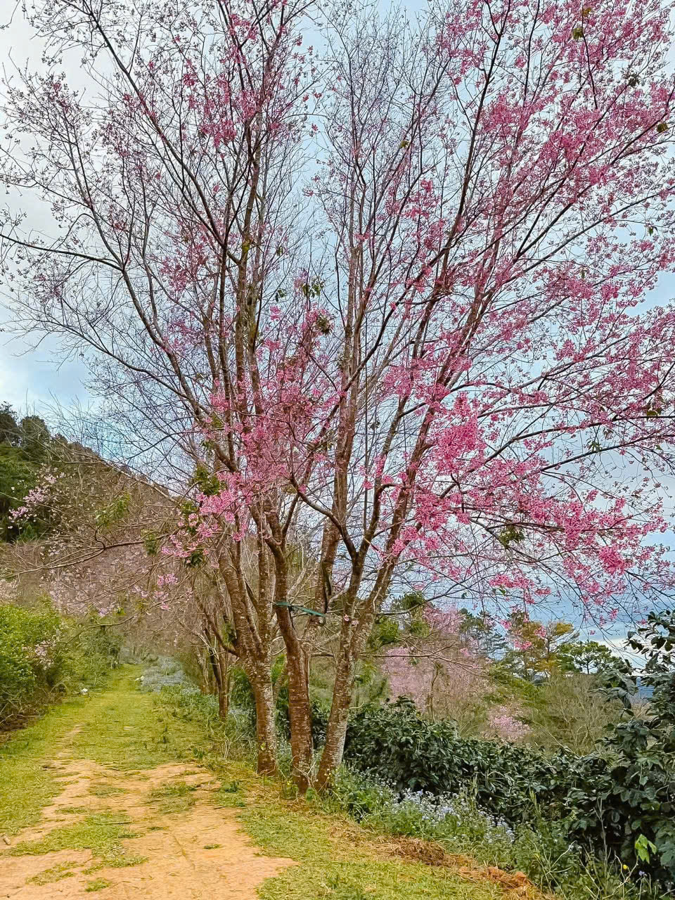 ngắm hoa mai anh đào tại mộng đào nguyên