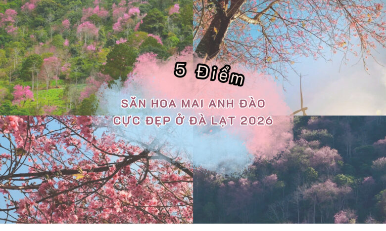 5 Điểm Săn Hoa Mai Anh Đào Cực Đẹp Ở Đà Lạt 2026