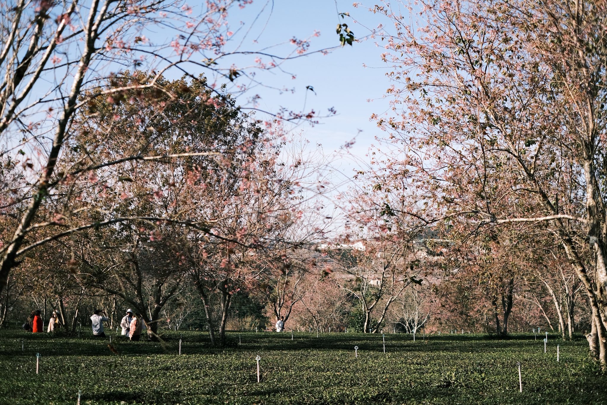 du lịch ngắm hoa anh đào đà lạt