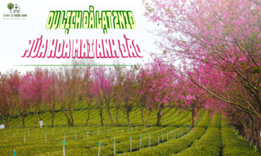 Du Lịch Đà Lạt 2 Ngày 1 Đêm Mùa Hoa Mai Anh Đào