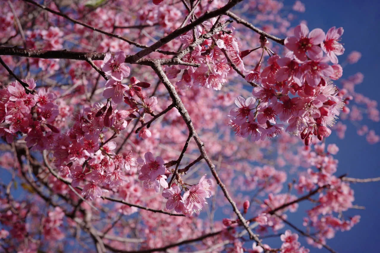 ngắm hoa mai anh đào đà lạt