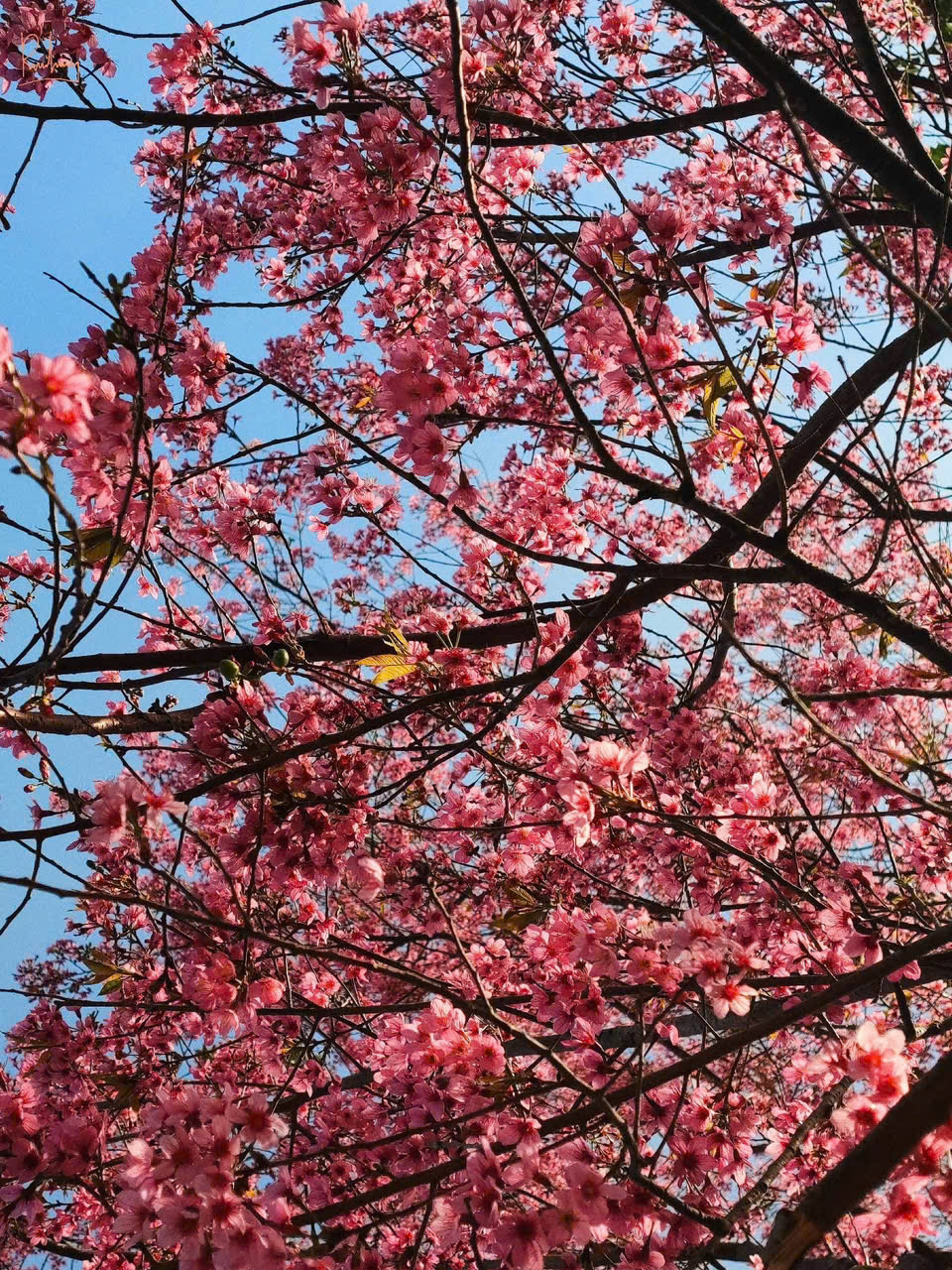 ngắm hoa mai anh đào đà lạt