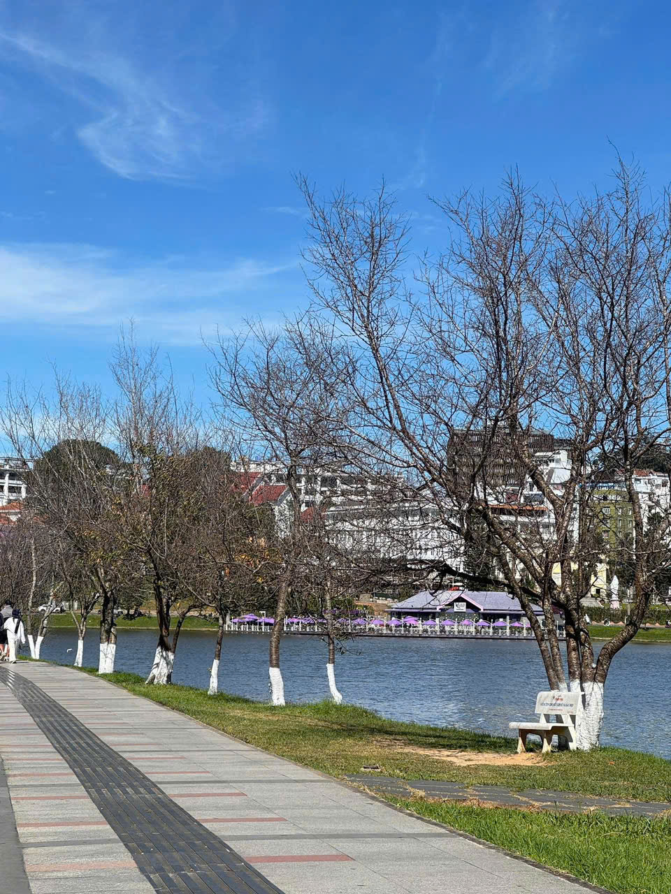 ngám hoa mai anh đào ở hồ xuân hương