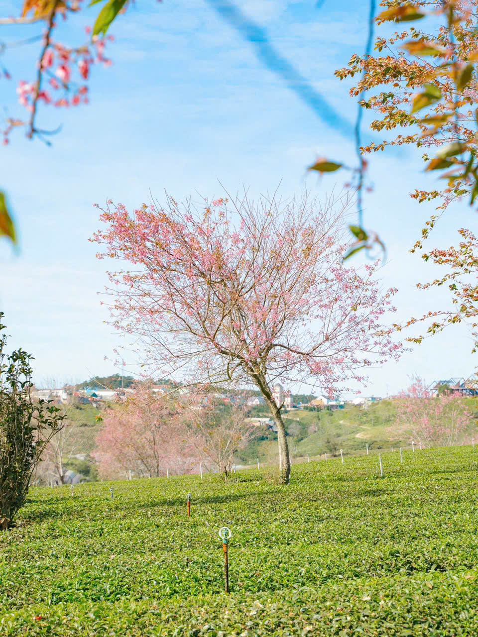 ngắm hoa mai anh đào ở đồi chè cầu đất