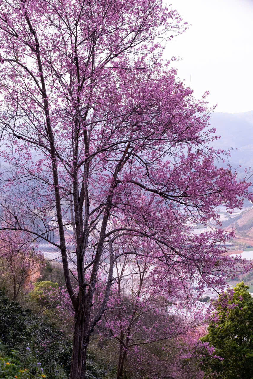 mai anh đào ở mộng đào nguyên