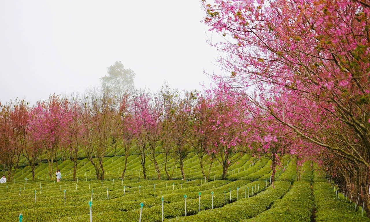 check in hoa mai anh đào ở đồi chè cầu đất