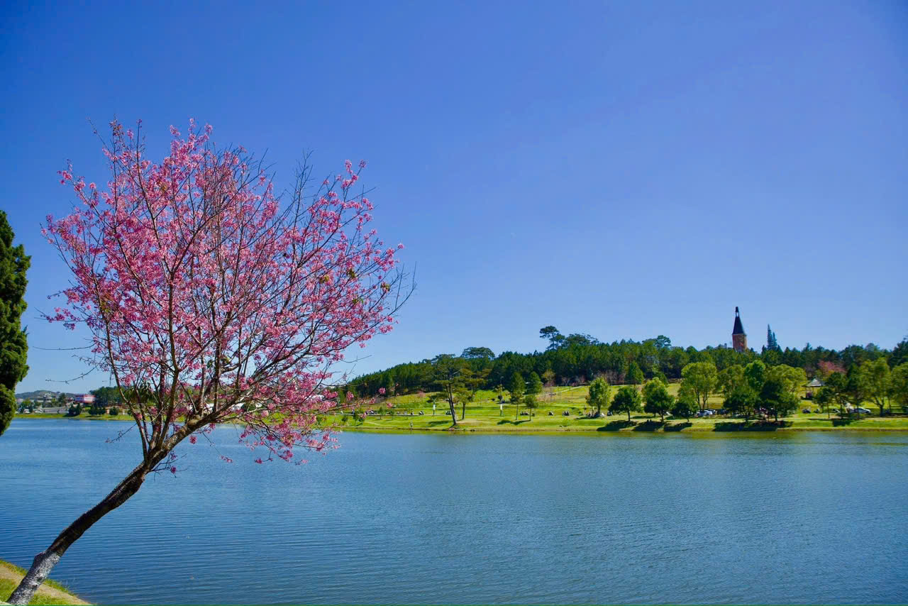 hoa mai anh đào ở hồ xuân hương