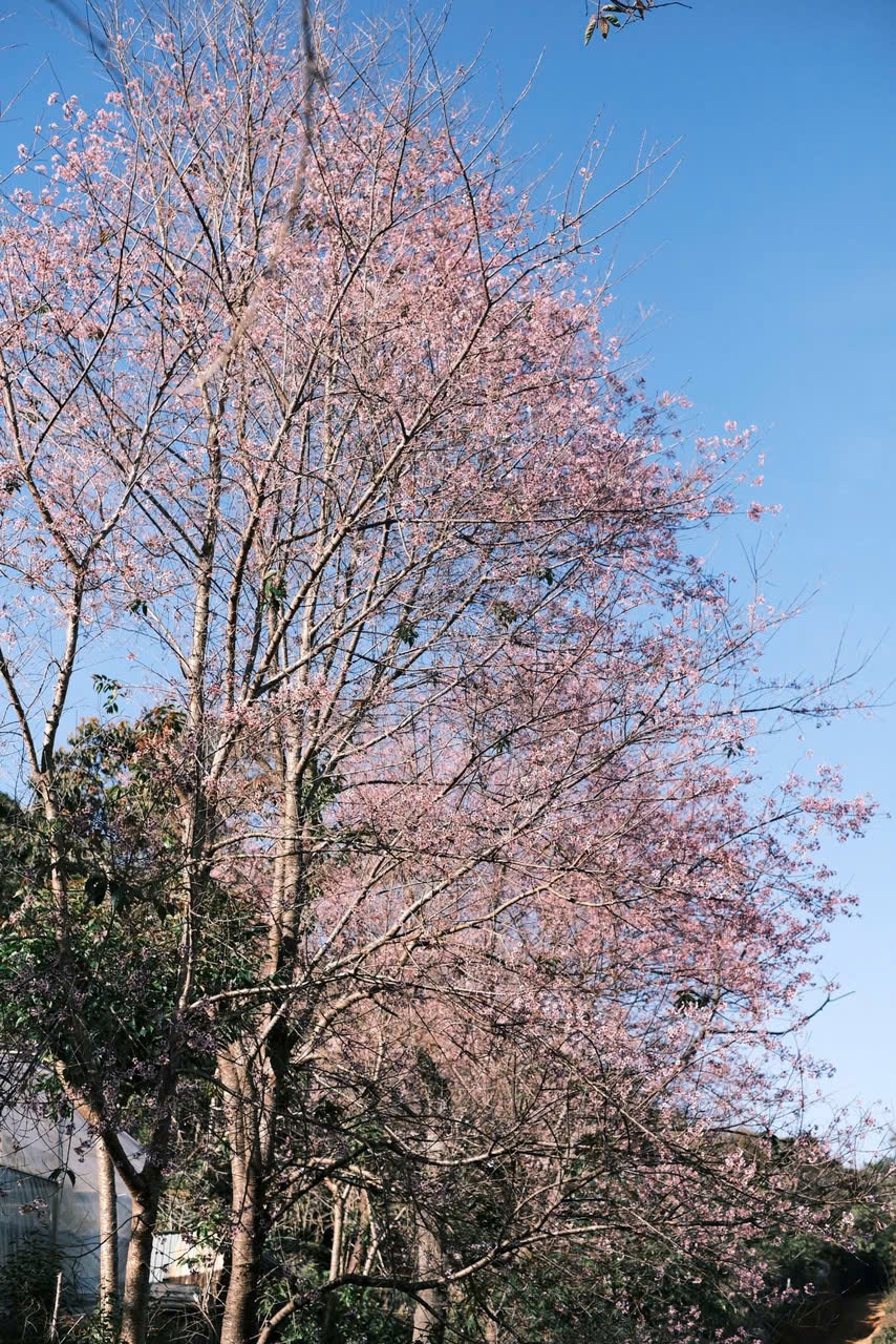 ngắm hoa mai anh đào đà lạt