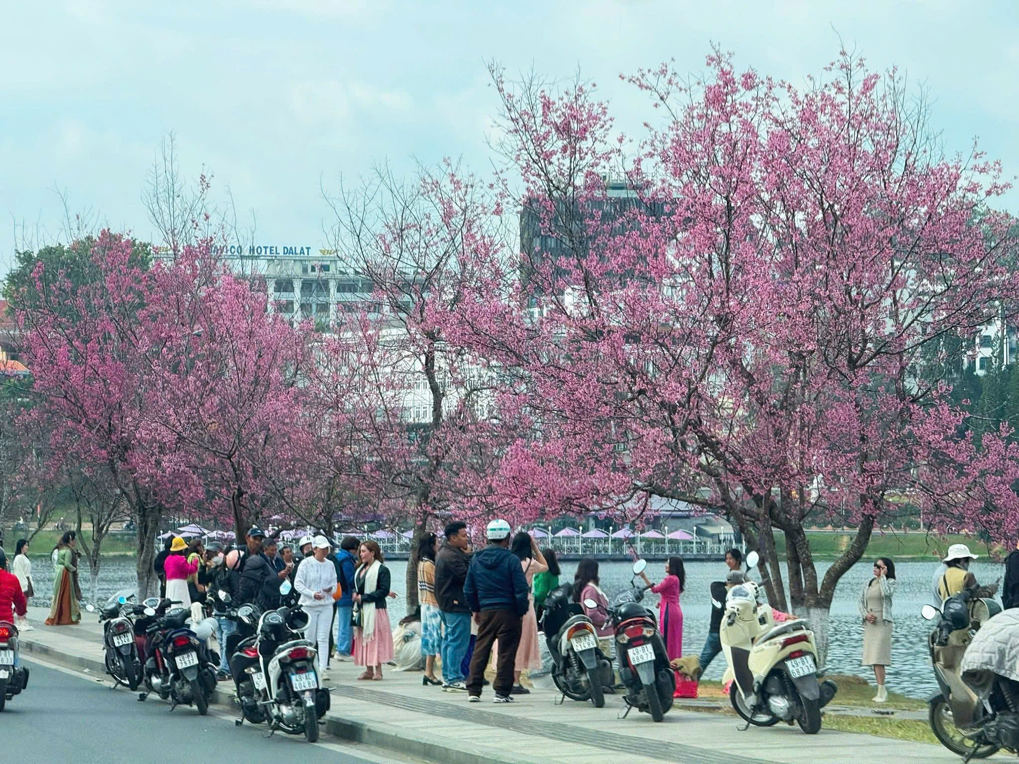 hành trình du lịch đà lạt tết