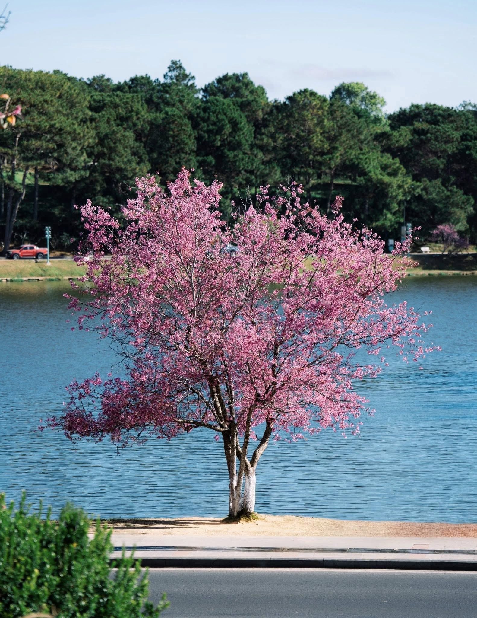 du lịch đà lạt tết