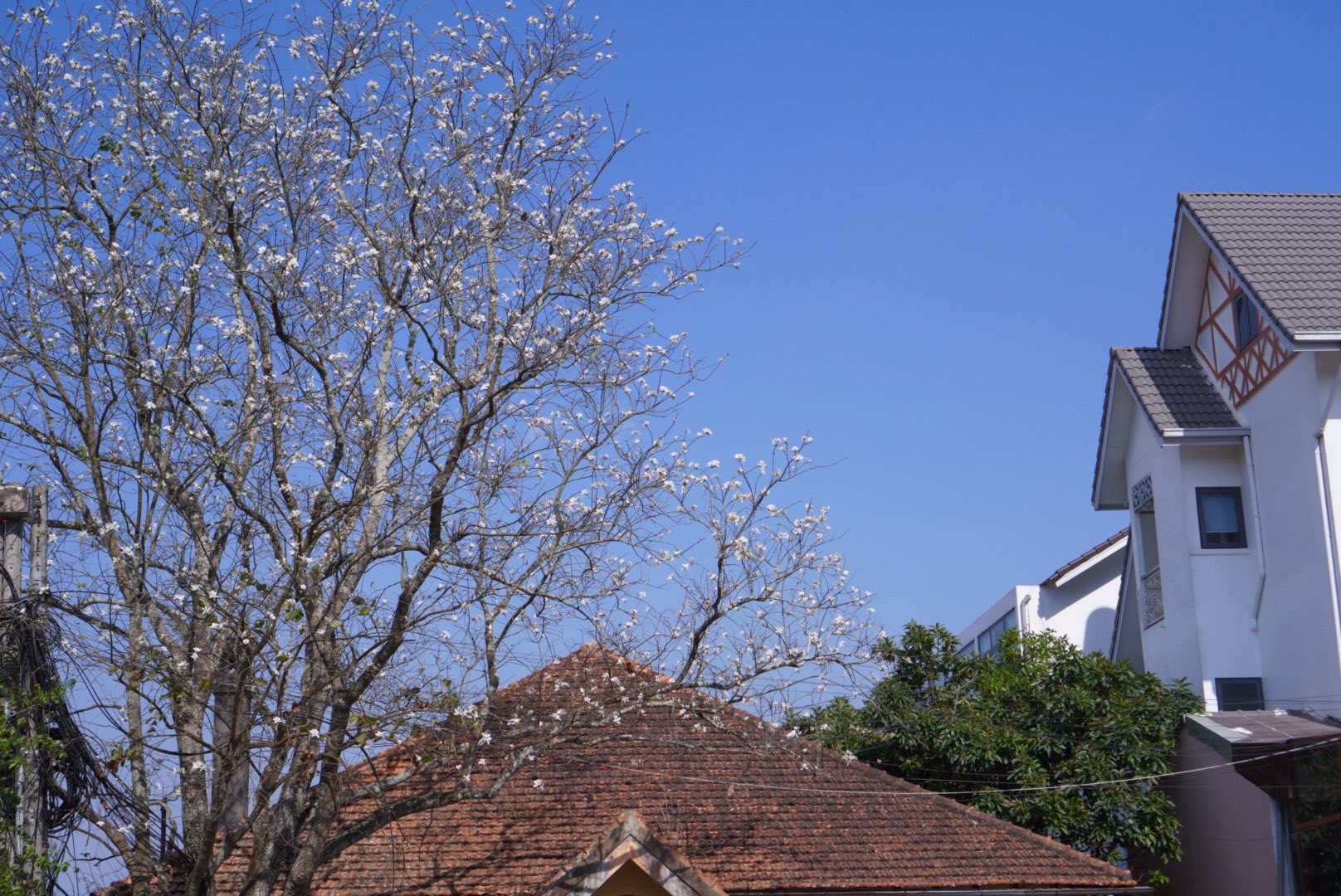 hoa ban trắng đà lạt