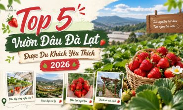 Top 5 Vườn Dâu Đà Lạt