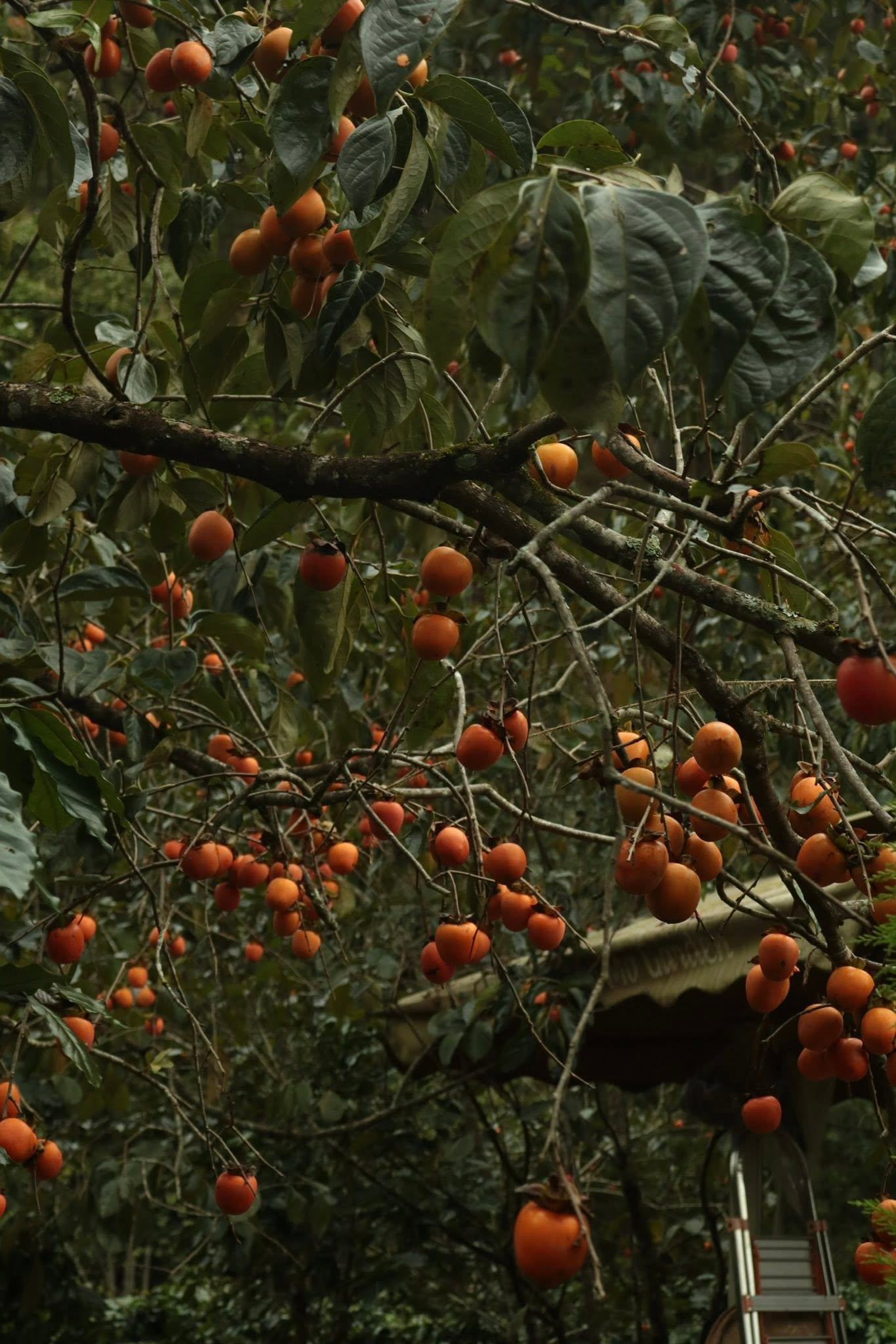 TRẢI NGHIỆM MÙA HỒNG
